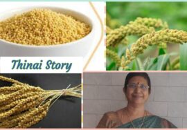 Thinai story /Foxtail millet benefits -தினையைப் பற்றிய விவரங்கள்  – Mallika Badrinath