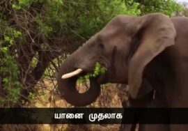 அழிந்தும் பிறந்தும் அலைமோதும் துரும்புதான் மனிதப்பிறவி – சிந்தனையாளர் மான்டேயி நாளும் பல நற்செய்தி
