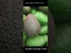 #Shorts416  Simple & healthy avocado toast அவகேடோ டோஸ்ட்