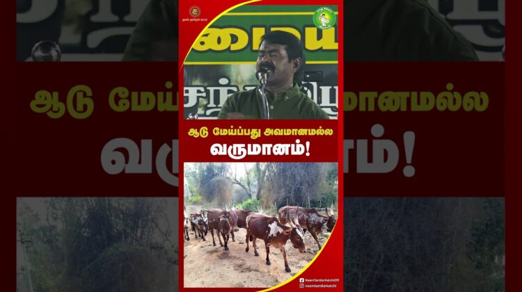 கறி வேண்டும், ஆனால் ஆடு மாடு மேய்க்க மாட்ட! – #சீமான் சீற்றம் | #NTK #tnpolitics #seeman #trending