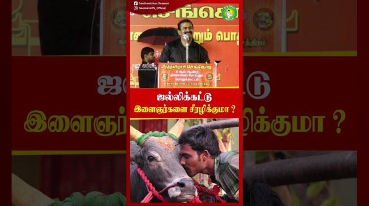 ஜல்லிக்கட்டு இளைஞர்களை சீரழிக்குமா? #Seeman | #NTK | #TVKVijay | #Jallikattu | #trendingreels TVKMLA